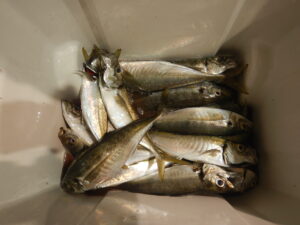 2025ｰ07ｰ11ｰ夜