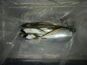 2025ｰ07ｰ25ｰ夜