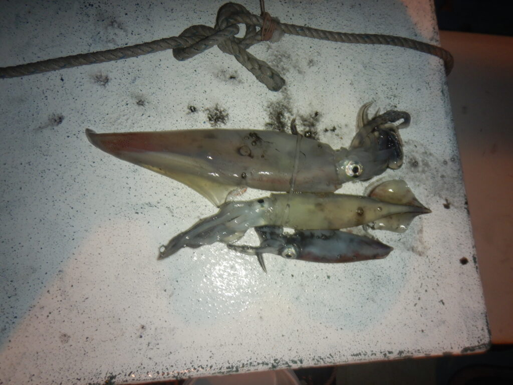 2025ｰ08ｰ10ｰ夜