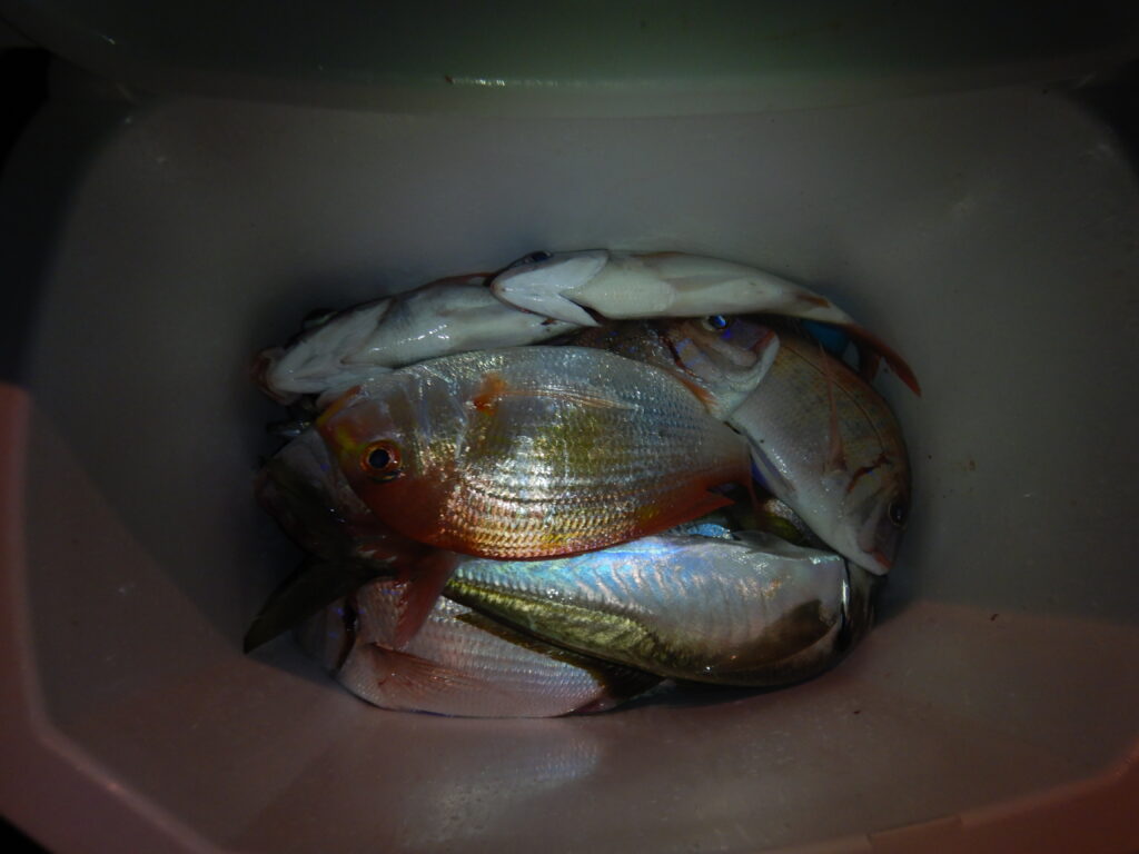 2025ｰ09ｰ06ｰ夜