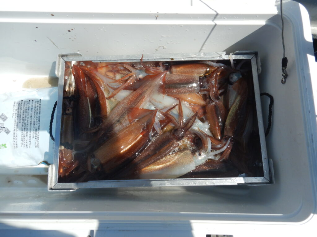 ４月11日(土) 午前便イカ釣り